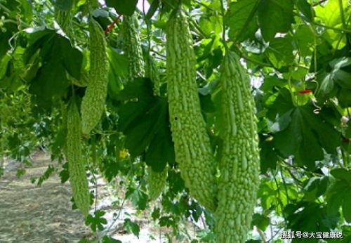 立春吃银瓜,银瓜寓意吉祥，传承民俗美食文化