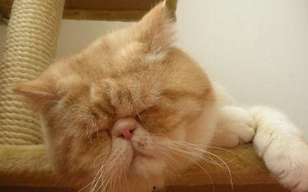 网红加菲猫吃东西视频,萌宠美食瞬间走红网络