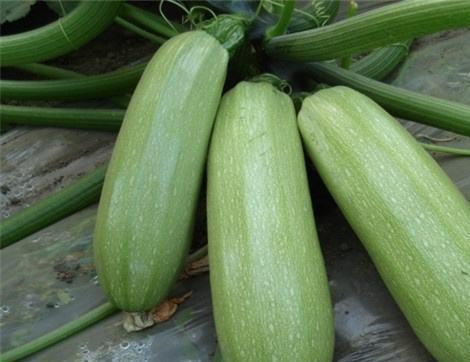 吃富瓜有啥好处,健康生活新选择